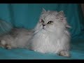 Site:  http://deslysdekiwise.free.frPetit élevage familial de chat Persan chinchilla,silver shaded et golden shaded dans la drome