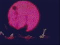 Sailor Moons Dream - Sailor Moon R the Movie Promise of the Rose - Flixster Video