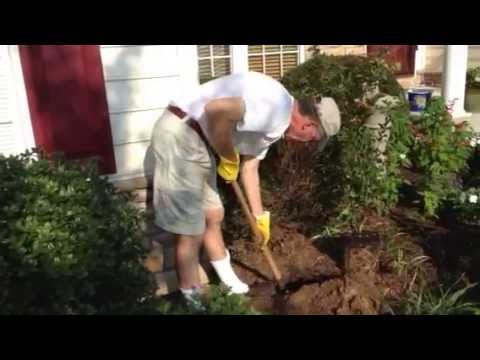 how to replant a crepe myrtle tree