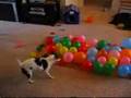 DOG POPPING BALLONS :D