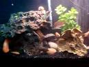 african cichlid tank batliner
