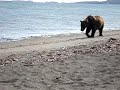 Hallo Bay Grizzly Bear - can be reassured