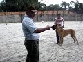 XXI Exposição Especializada de Dogue Alemão - CPDA