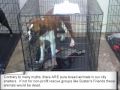 Adopted? Rescue Is Only a Portion of The Story...