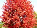 Feuilles D'automne