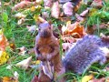 Feuilles D'automne
