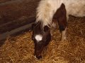 video des chevaux et poney de saint loup.