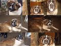 video des chevaux et poney de saint loup.