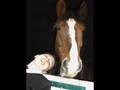poney et chevaux