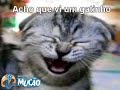 Mucao.com.br - Acho que vi um gatinho - Aurimar