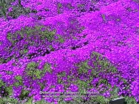 how to replant ice plant