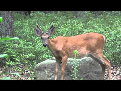 Local Wildlife : Oh Deer Did You Just Fart?