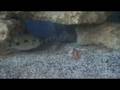 videos de Cichlids Fighting 