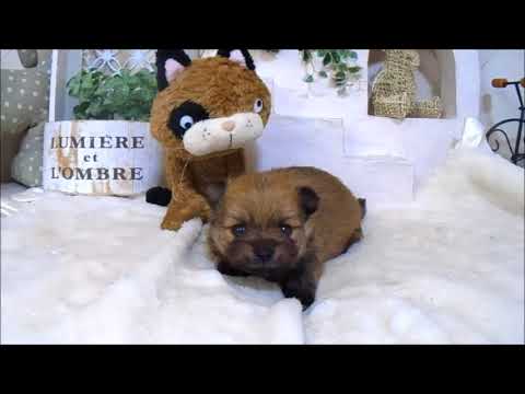 YouTube Preview Image