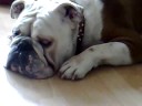 bulldog going hyperactive