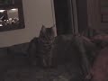 sunshine the fetching cat meets jade the blind dog in exciting (albeit badly lit) proof of her feline talents. training by alison, music/edit by gene. this is the real deal.