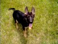 \"Bear\" 15 Week Old German Shepherd Pup Retrieves Dumbbell