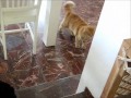 Cat Fights Dog Funny! Animals Humor