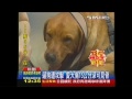 遛狗遭攻擊 愛犬傷15公分深可見骨 世棄犬