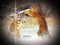 los felinos