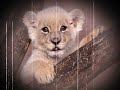 los felinos