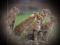 los felinos