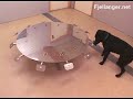 Odour detection training of young dogs - Codex