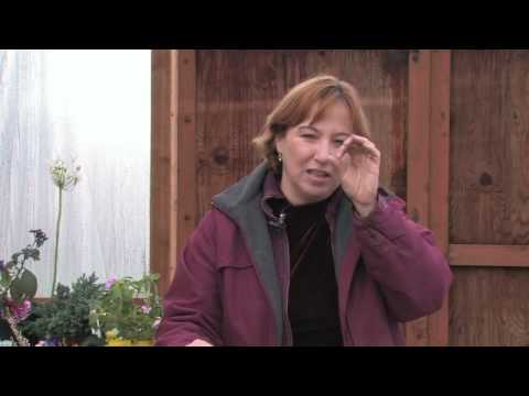how to grow begonias