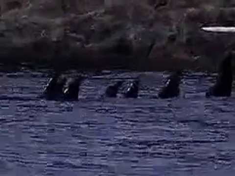 Southern resident orca "ceremony" ...