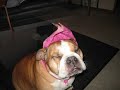 my dog is trouble