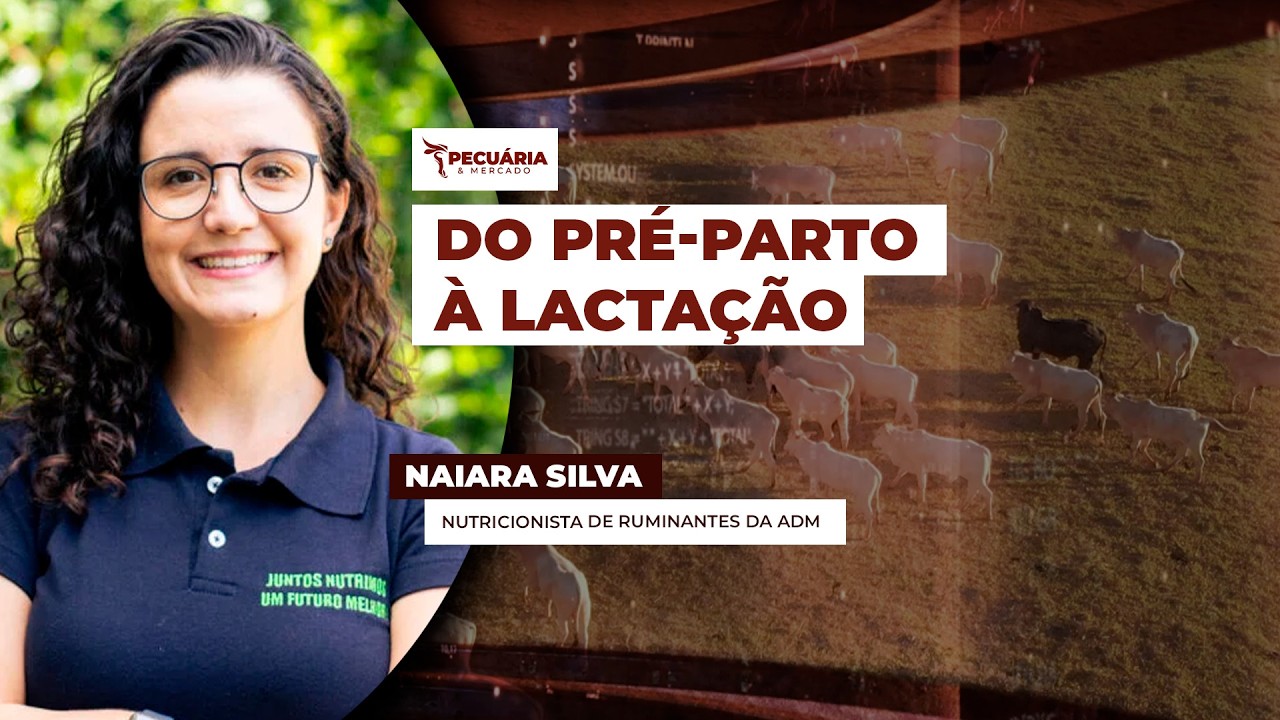 Estratégias nutricionais para apoiar período delicado de transição no rebanho leiteiro
