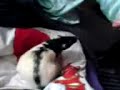 scrat the rat scrat the rat
