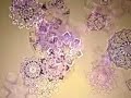 microcosm