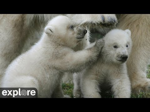 Live-Cam: Eisbren - Niederlande - Ouwehands Dierenpark Rhenen 1