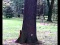 Wiewiór - katowicki park im. Tadeusza Ko?ciuszki Wiewiór - katowicki park im. Tadeusza Ko?ciuszki
