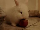 flufy flufy