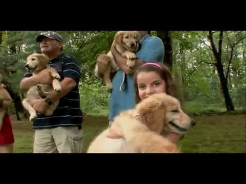 how to train golden retriever puppies