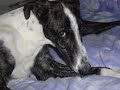 ayuda al galgo español