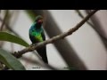 Beija-flor no banho-2