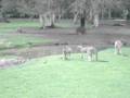 Australia- kanguru