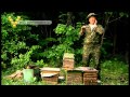 Видео - Как поймать пчёл, ловля роёв