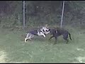 Sundance and Sheelah Playing