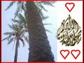 وما,أرسلناك,إلا