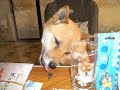 可愛い豆柴元気ちゃんから�...