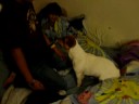 Friend Raped By Dog