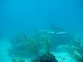 videos de Shark Diving