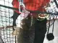 videos de Bananas & Walleye Fishing ... a HOW2Fish.net Production