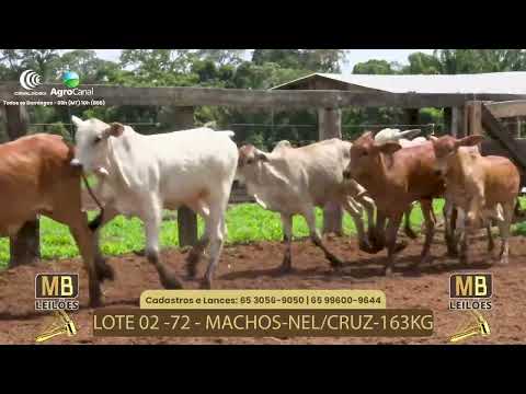 519 LEILO VIRTUAL MB LEILES