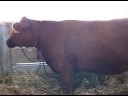 yolo fair cow yolo fair cow