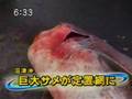 big shark caught in Japan